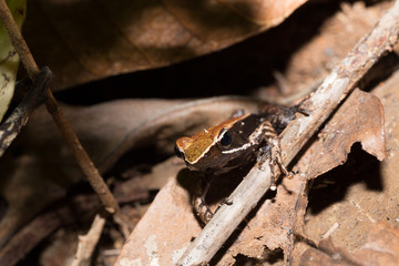 Beautiful small frog brown mantella Madagascar