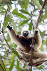Coquerel's sifaka (Propithecus coquereli) Madagascar
