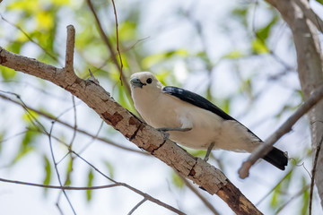 Obraz premium Endemic bird white-headed vanga Madagascar