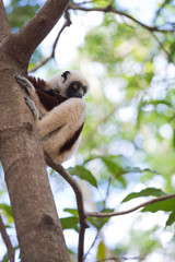 Coquerel's sifaka (Propithecus coquereli) Madagascar