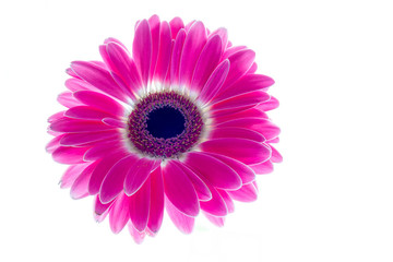 Gerbera on a white background