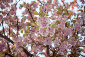 Spring Cherry blossoms, pink flowers.