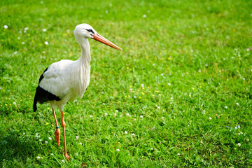stork on the green grass