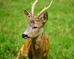 beautiful portrait of a deer on green grass