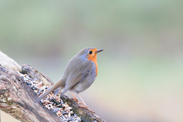 robin redbreast