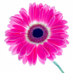 Gerbera on a white background