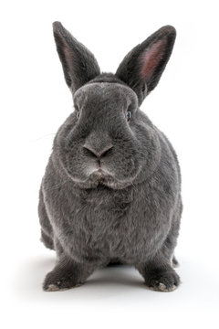 Isolated image of a big vienna blue rabbit