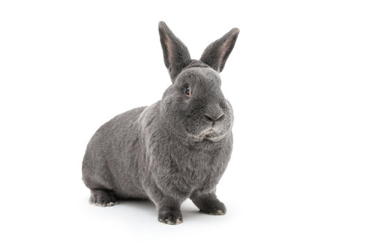 Isolated image of a big vienna blue rabbit