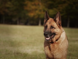 Deutscher Schäferhund