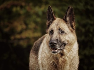 Deutscher Schäferhund