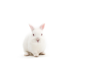 Isolated image of a cute polish baby rabbit