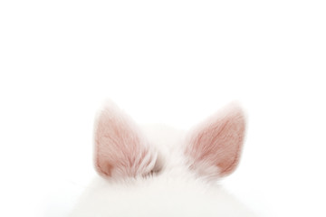 Fototapeta na wymiar Isolated image of a cute polish baby rabbit