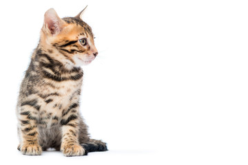 fluffy purebred Bengal kitten on white background and space on t