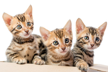 Fototapeta na wymiar three beautiful purebred kitten look out from a cardboard box