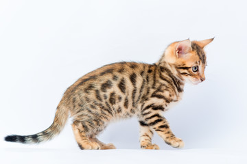 purebred spotted bengal kitten on a white background