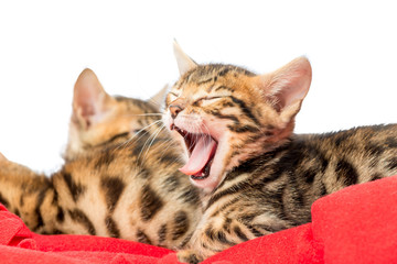 beautiful tabby kitten tired and is yawning
