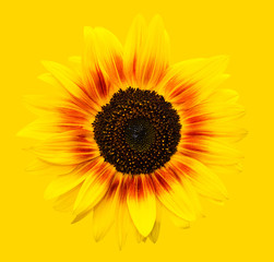 Bright yellow sunflowers head on yellow background. Yellow sunflower almost disappeared or merged...