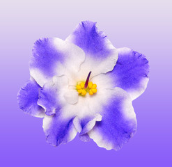 Beautiful  blue and white flower african violet isolated on gradient background. African violet head macro photo. African violet flower. African Violet is Tropical Flower