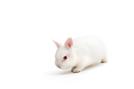 Isolated image of a cute polish baby rabbit