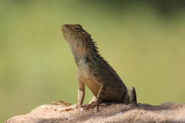chamaleon