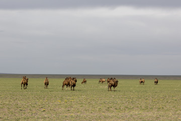 Kamelherde in der Wüste Gobi - Mongolei