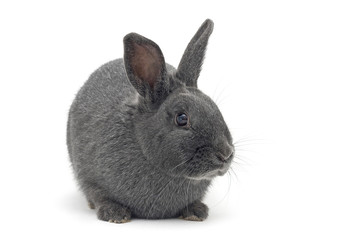 Isolated image of a cute small silver rabbit