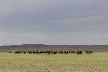 Kamelherde in der Wüste Gobi - Mongolei