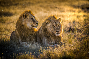 Male Lion pair