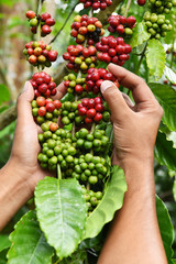 Naklejka na ściany i meble Coffee beans ripening on a tree.