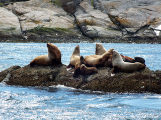 Steller Sealions