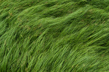 Nut grass, Purple nutsedge, Nutsedge, Cocograss