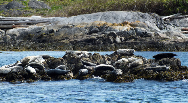 Seals