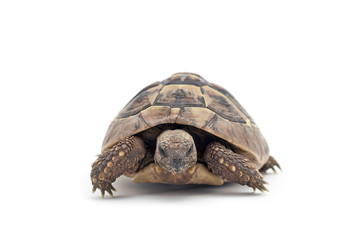 Isolated image of a turtle