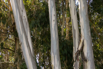 Foresta di Eucalipto (Eucalyptus globulus) - corteccia