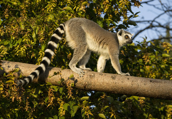 Lemur Katta