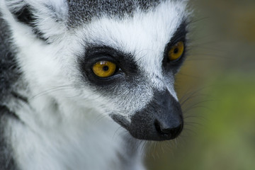 Lemur Katta