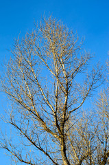 Branches of the big dry tree