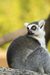 Lemur Katta