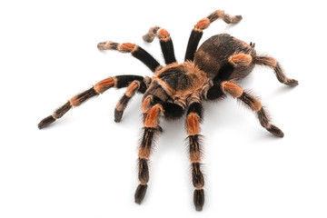 Isolated image of a tarantula