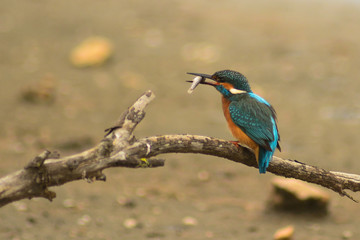 Martin pescatore (Alcedo atthis) su ramo con pesce
