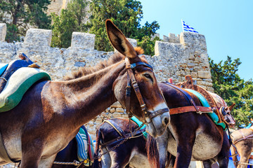 Donkey Taxis, Rhodes, Greece