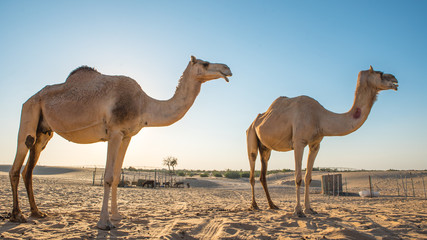 two camels silhouette, camels in the desert