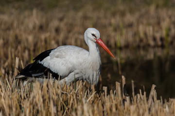 Storch am Wasser