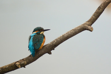 Martin pescatore (Alcedo atthis) su ramo