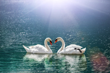 mooie witte zwaan in hartvorm op meer in flare licht. Liefdesvogel en Valentijnsdag concept