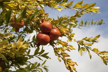 Francia,Guascogna,pianta di melograno