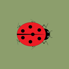 Obraz premium Ladybird isolated