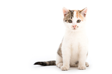 Isolated image of a cute baby house cat