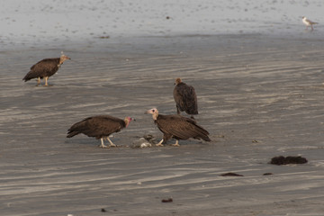 Buitres a la orilla de la playa, Gambia