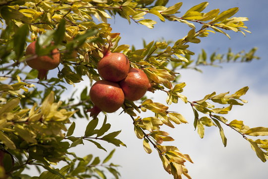 Francia,Guascogna,pianta di melograno